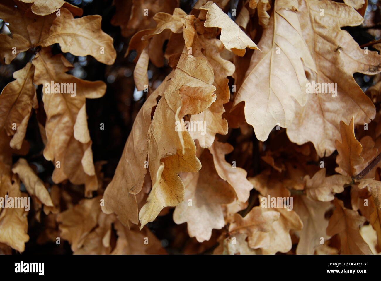 Oak leaves still hanging onto the tree in winter. Stock Photo