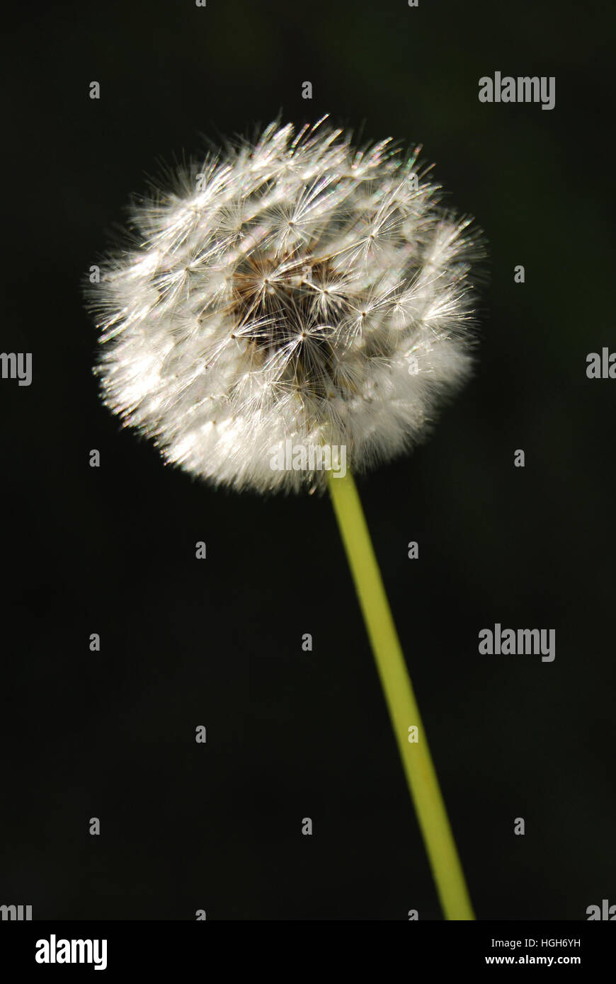 Close up of a white dandelion head's fuzzy seeds. Stock Photo
