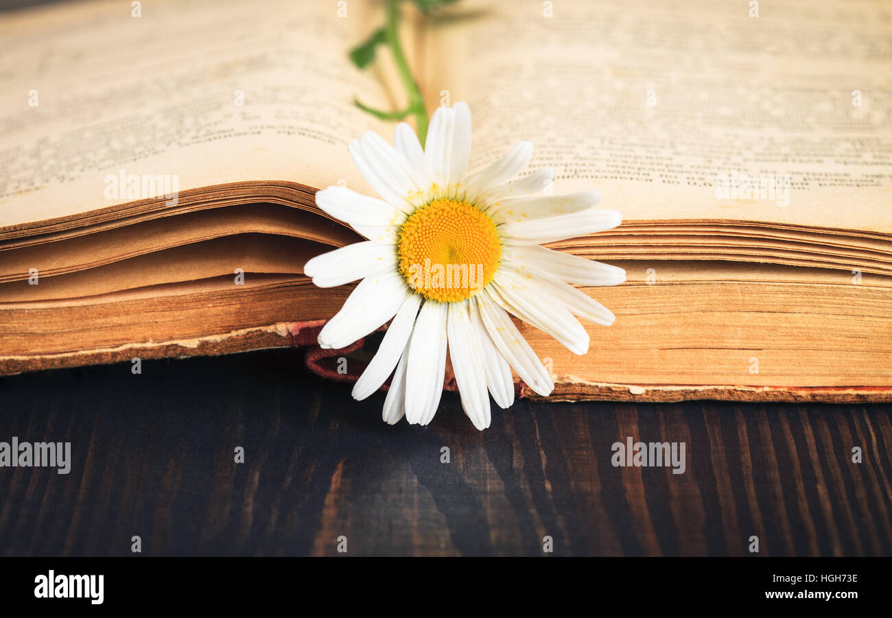Old book and daisie flower on wooden table close up Stock Photo