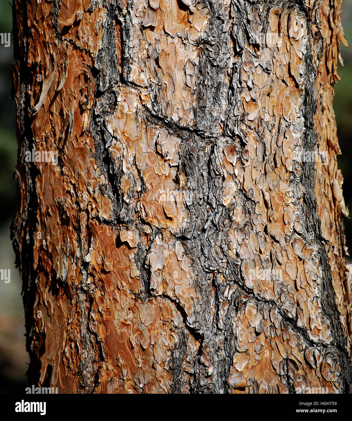 Ponderosa Pine Tree Trunk Bark in the forest. Stock Photo