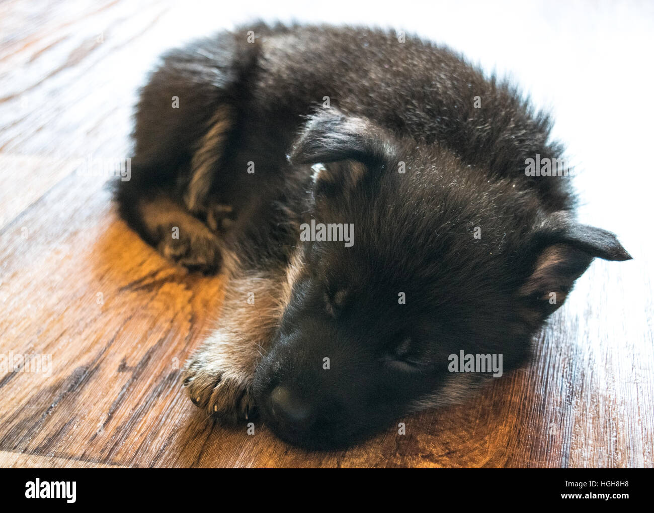 German Shepherd Puppy Sleeping Stock Photo Alamy