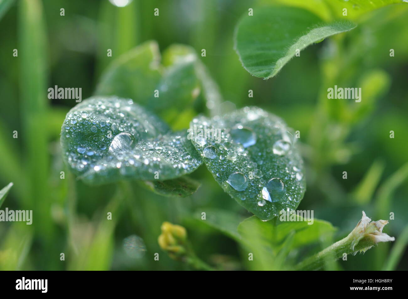 Tiny dewdrops on a clover leaf. Stock Photo