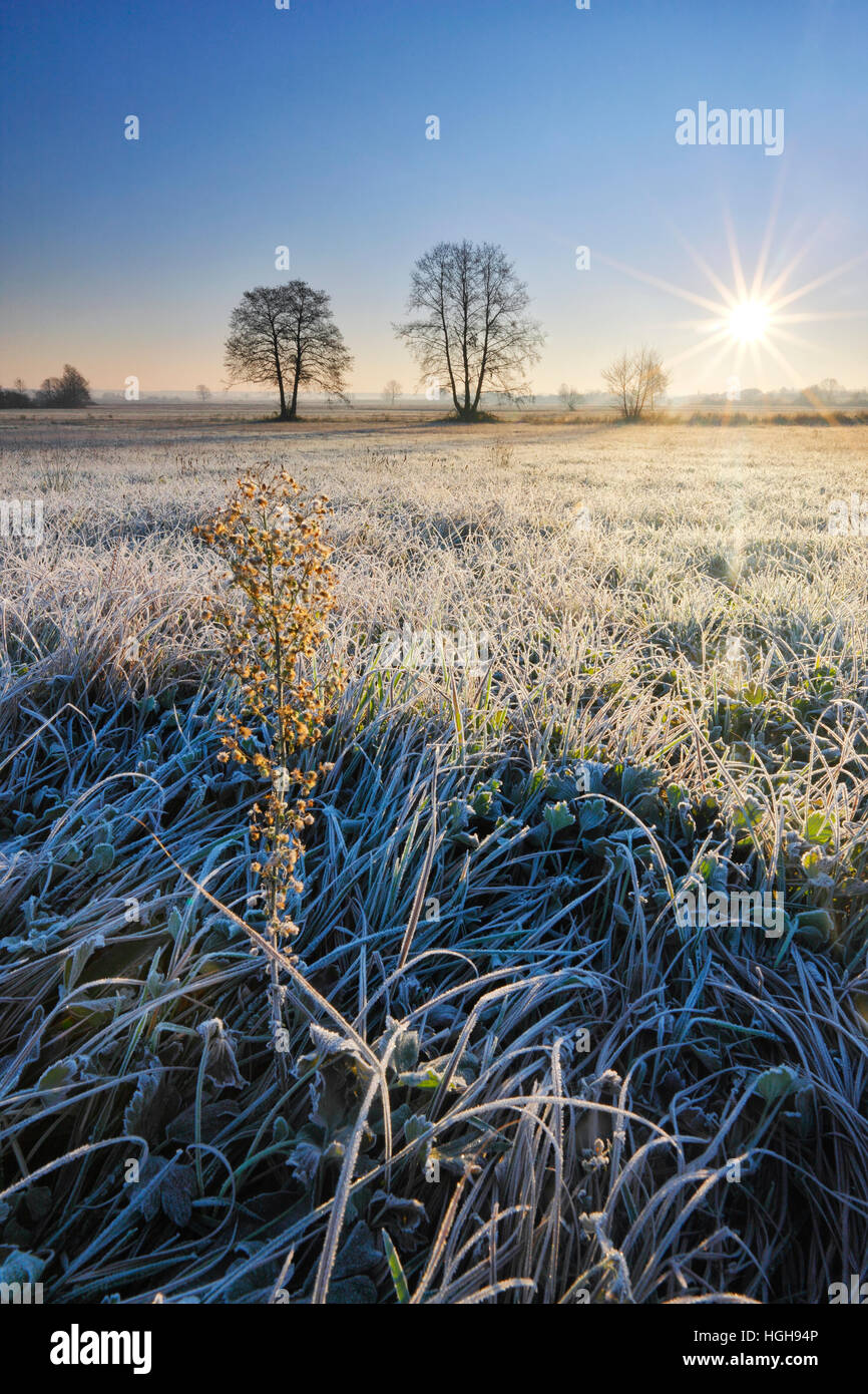 Sunrise on the frosty meadow Stock Photo