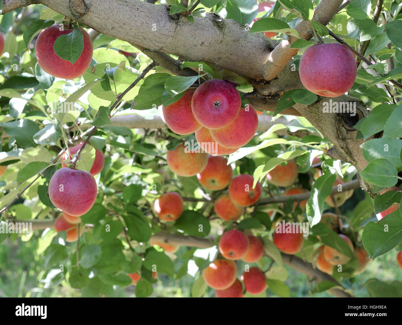Apples in an orchard in Western Massachusetts Stock Photo Alamy