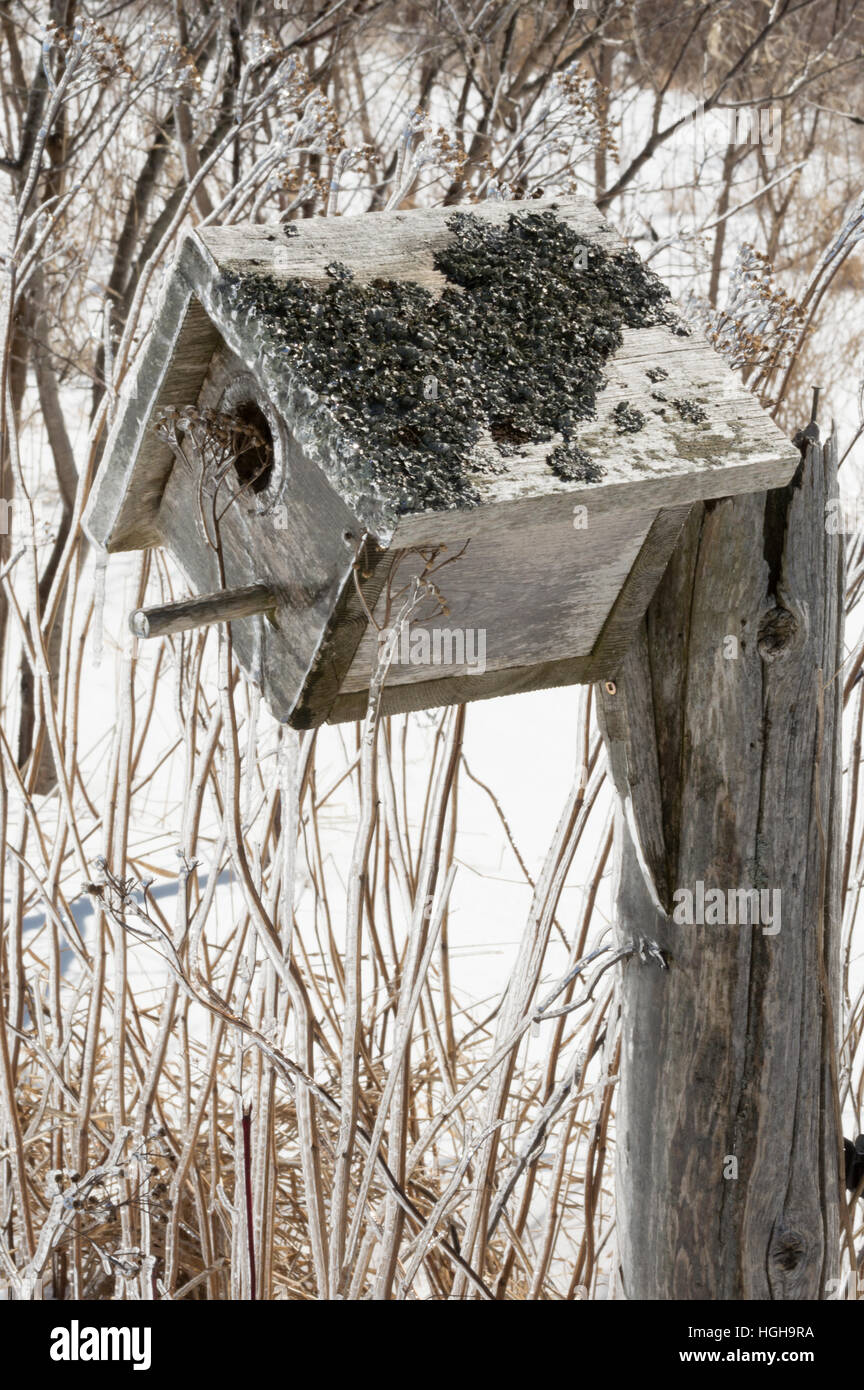 Bird nesting box covered in ice after an ice storm. Background is snow covered and dead winter shrubs and yarrow and wildflowers Stock Photo