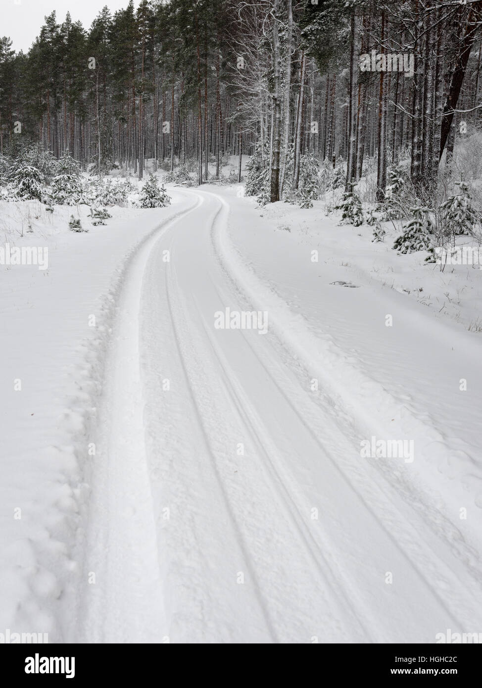 car tire tracks on winter road in deep snow in lonely forest Stock ...