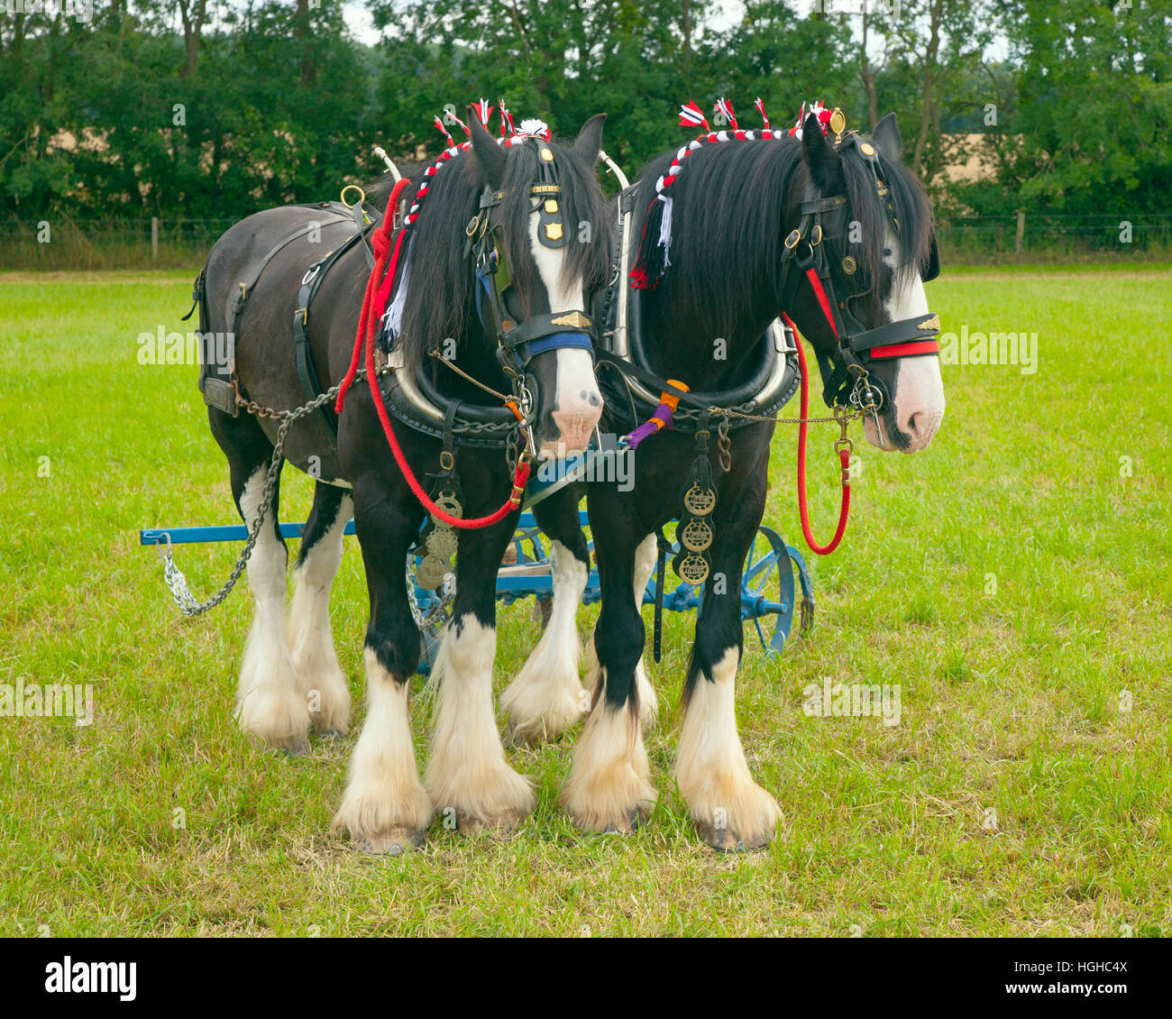pair of Shire Horses in harness ready to pull plough Stock Photo Alamy