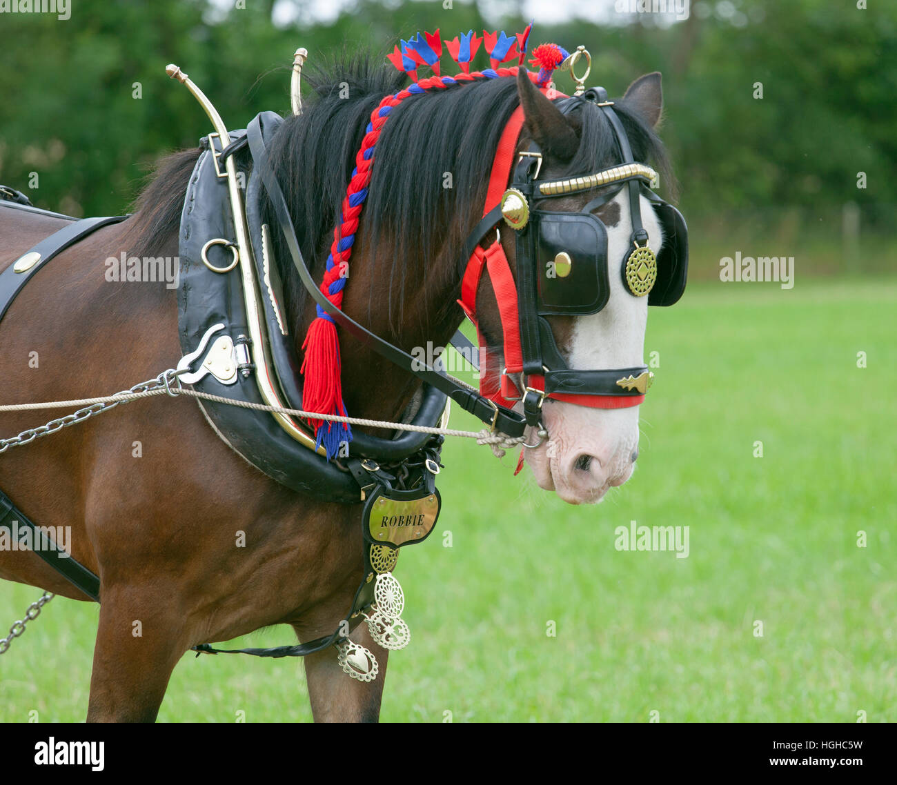 Shire Horse in harness ready to pull plough Stock Photo Alamy