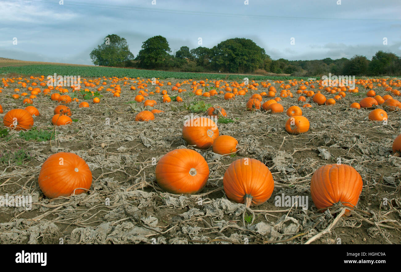 Pumpkins ready for Harvest Norfolk October Stock Photo - Alamy