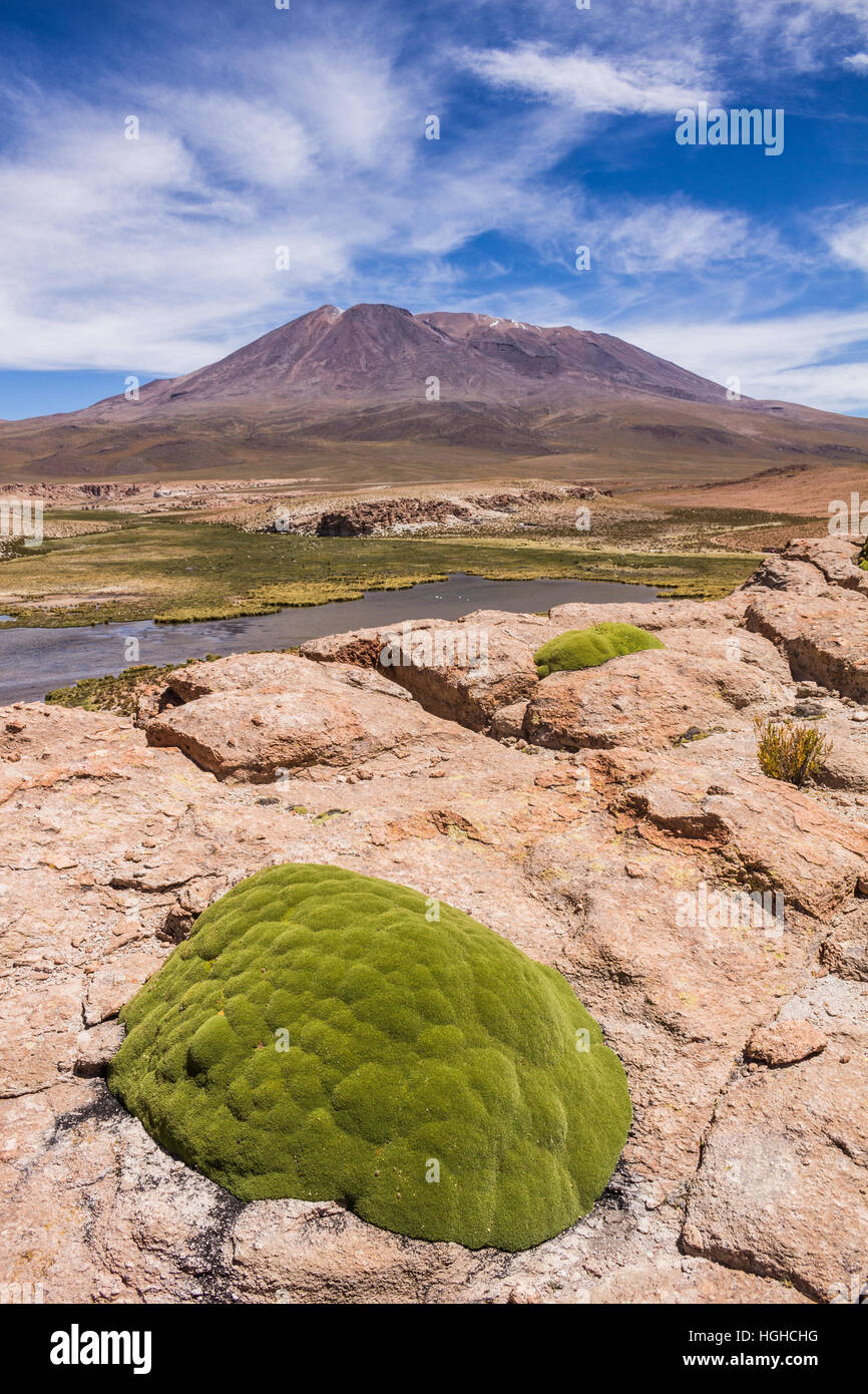 rocks in salt flat Stock Photo