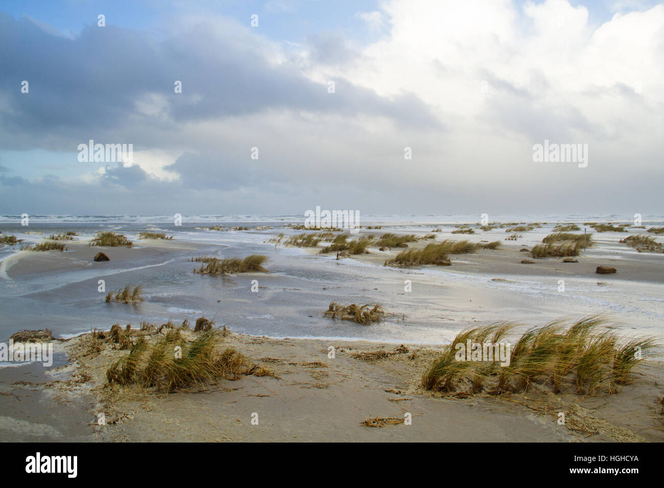 Sand couch grass (Elytrigia juncea ) and beach foam at high tide on a stormy day on a flooded beach Stock Photo