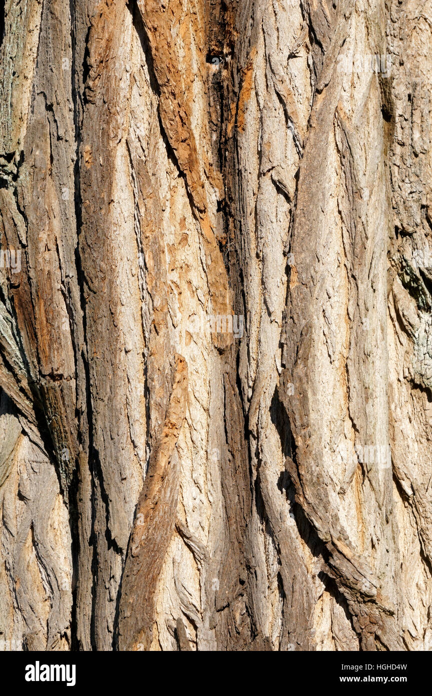 Close-up of the deeply furrowed bark of a mature Black Locust or False Acacia tree, Vancouver, British Columbia, Canada Stock Photo