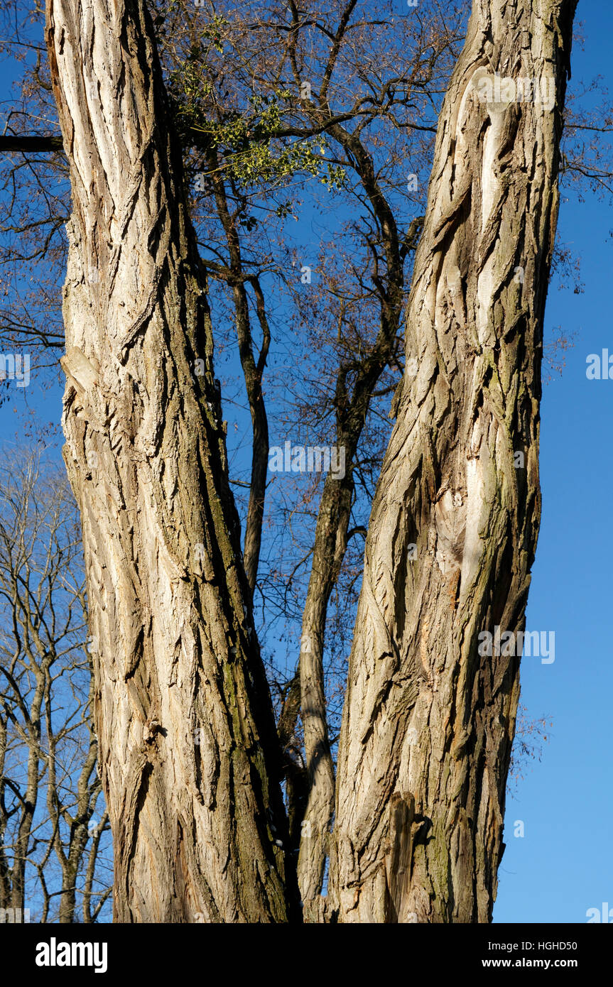 Y-shaped trunk of a mature Black Locust or False Acacia tree, Vancouver, British Columbia, Canada Stock Photo