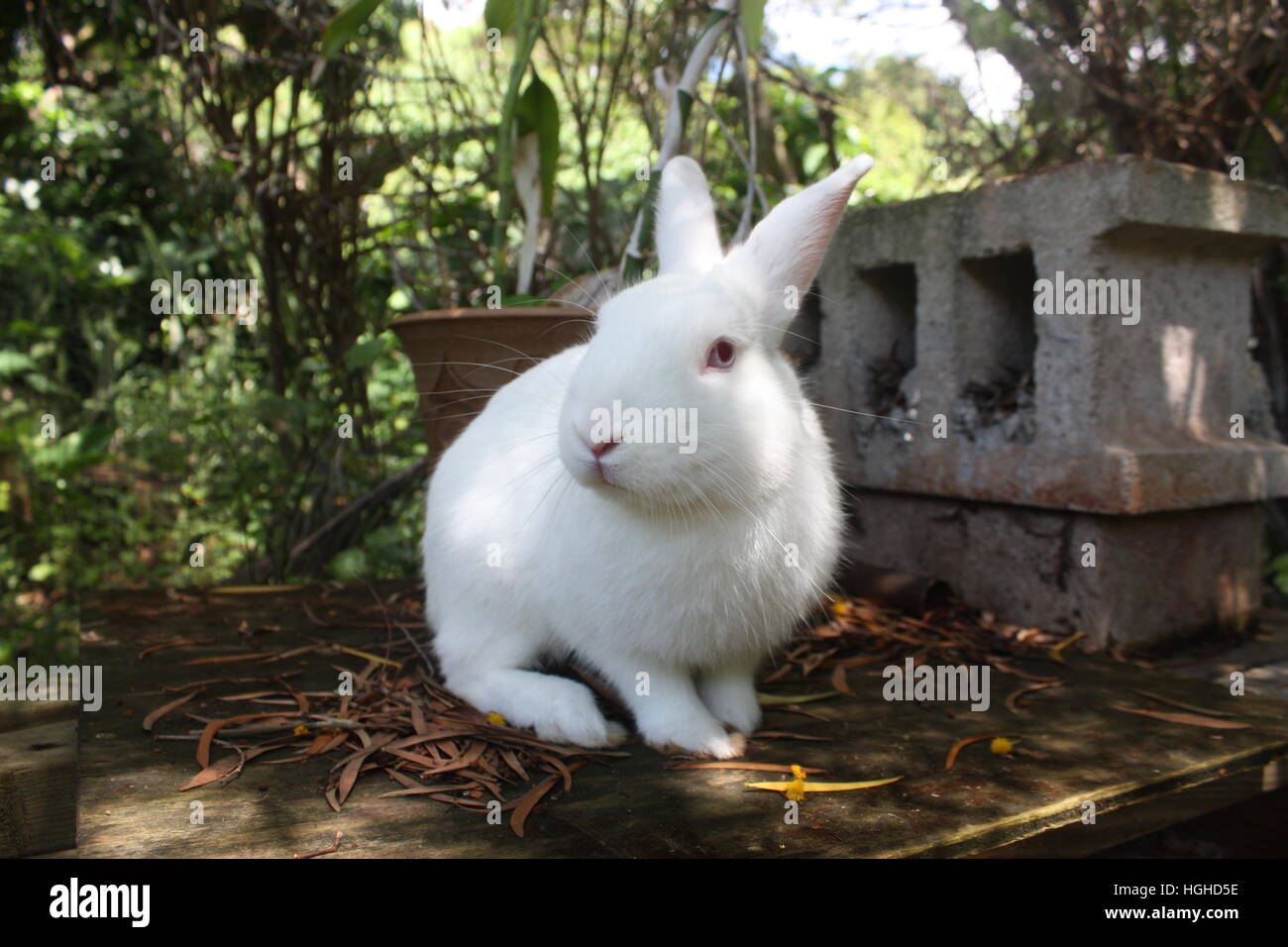 white rabbit sitting on wood plank Stock Photo