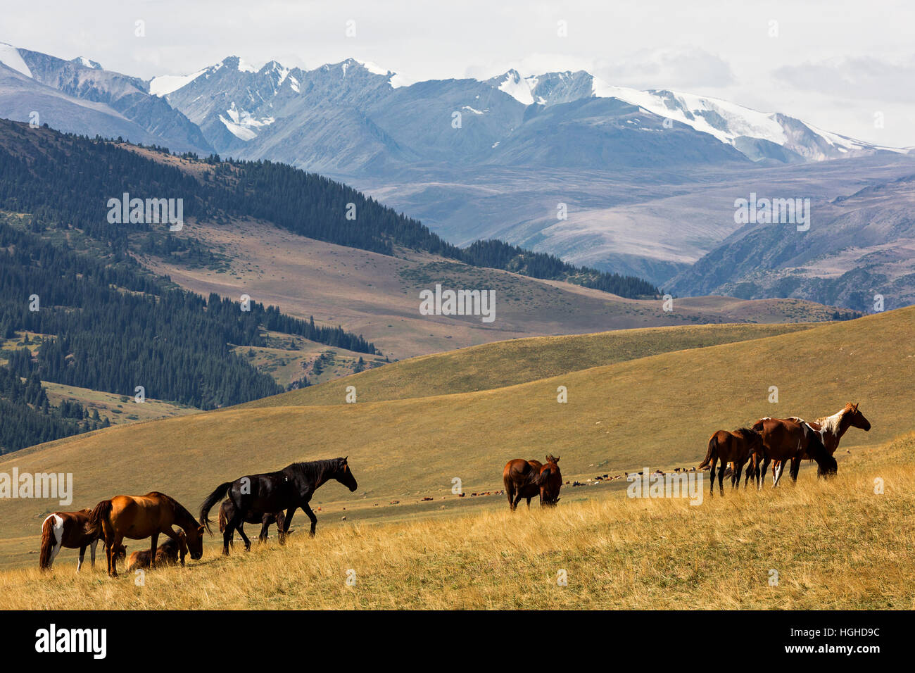 View over the Assy Plateau in Kazakhstan Stock Photo