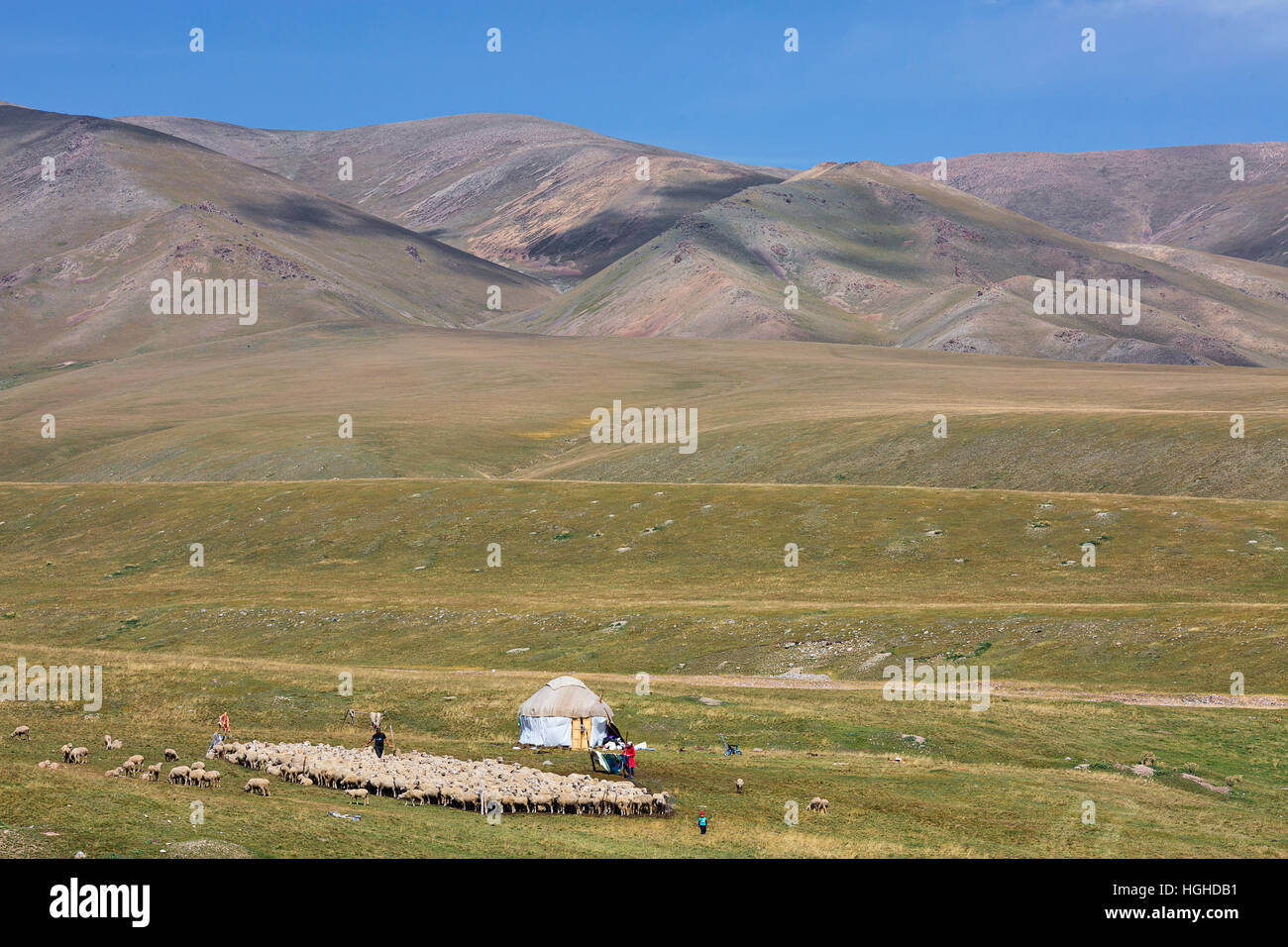 Kazakh nomadic people with their yurt and herd of sheep. Stock Photo