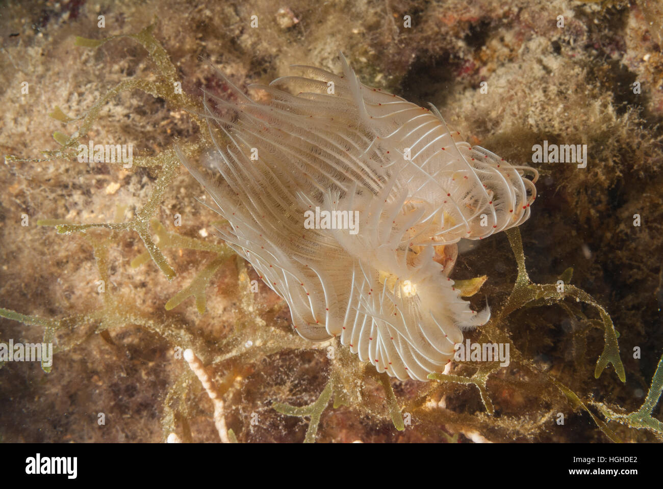 Tube worm, Protula sp., Serpulidae, Anellidae, Tor Paterno marine protected area, Lazio, Italy, Mediterranean Sea. Stock Photo