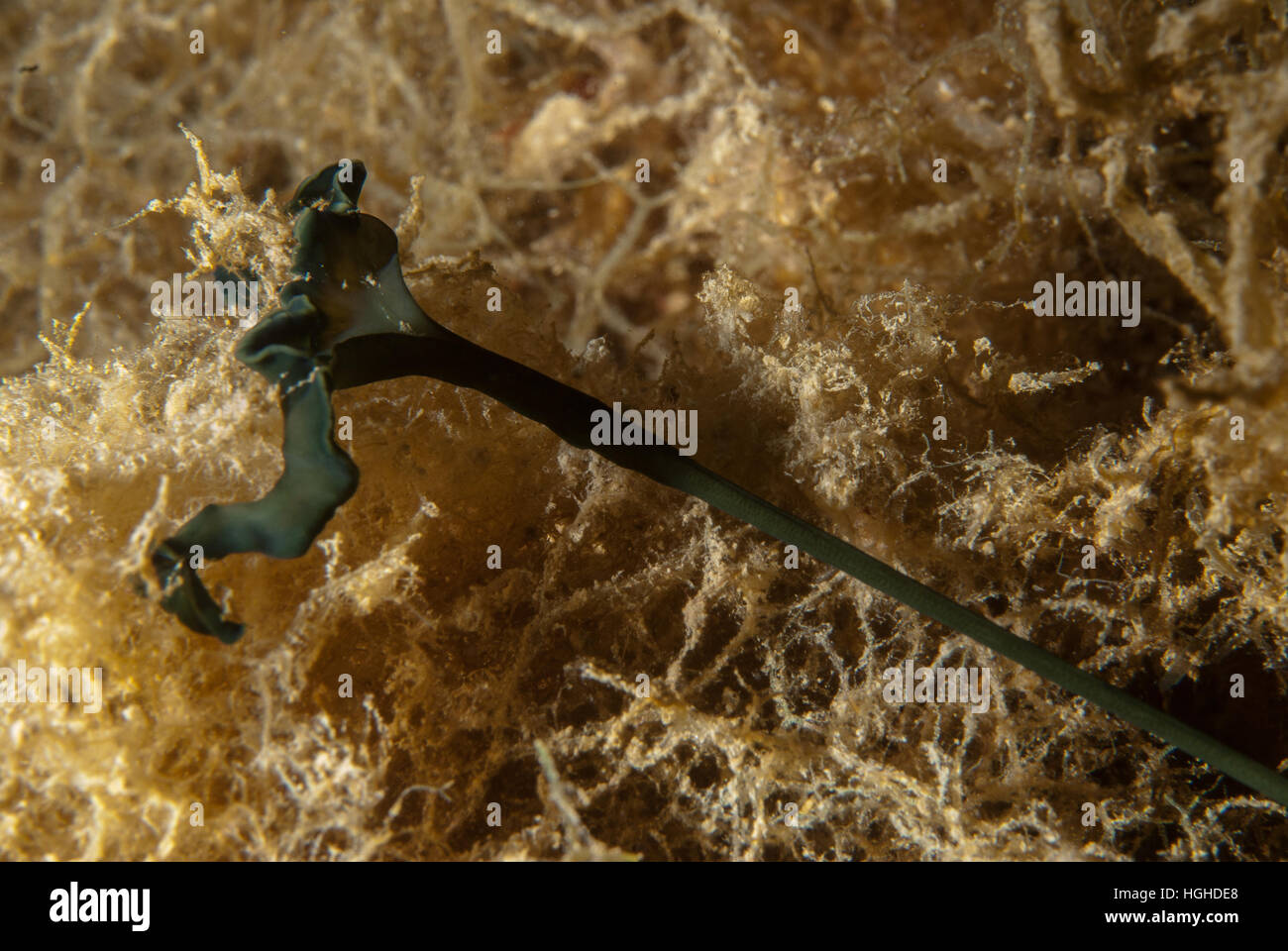 Echiuran worm, Bonellia viridis,  Bonelliidae, Tor Paterno marine protected area, Lazio, Italy, Mediterranean Sea. Stock Photo