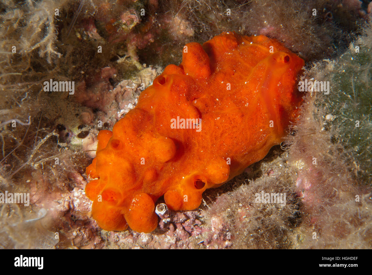 Crumb-of-bread sponge, Hymeniacidon perlevis,  Demospongiae, Tor Paterno marine protected area, Lazio, Italy, Mediterranean Sea. Stock Photo