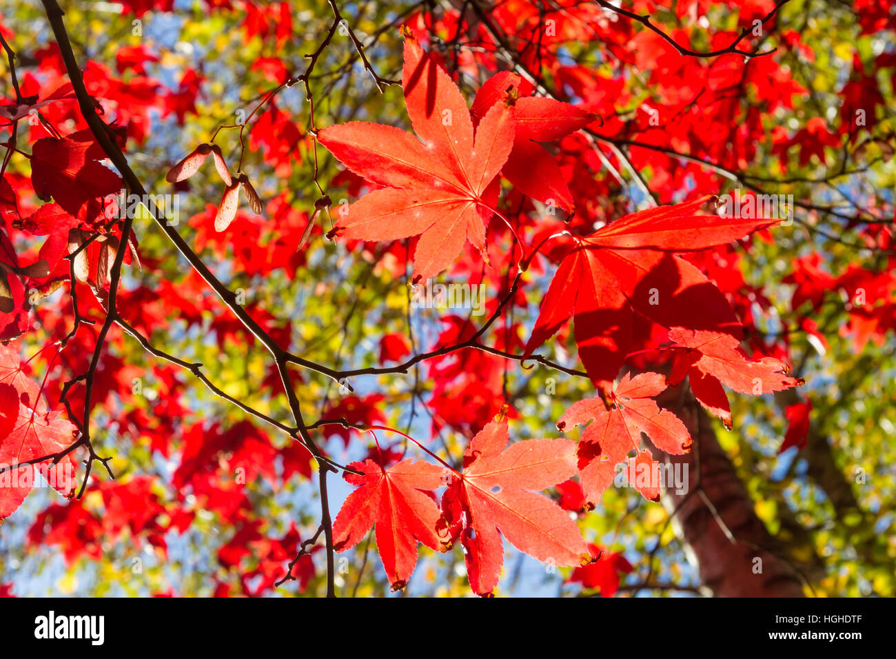 Red maple leaves on a tree in autumn Stock Photo - Alamy