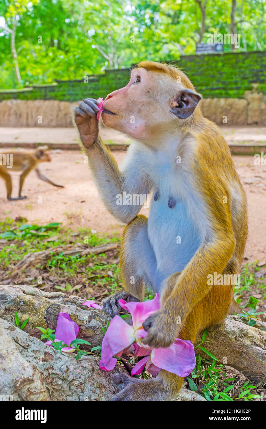 Monkey pack hires stock photography and images Alamy