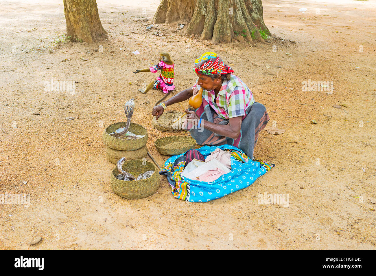 The snake charmer plays pungi, hypnotizing the cobras in baskets in