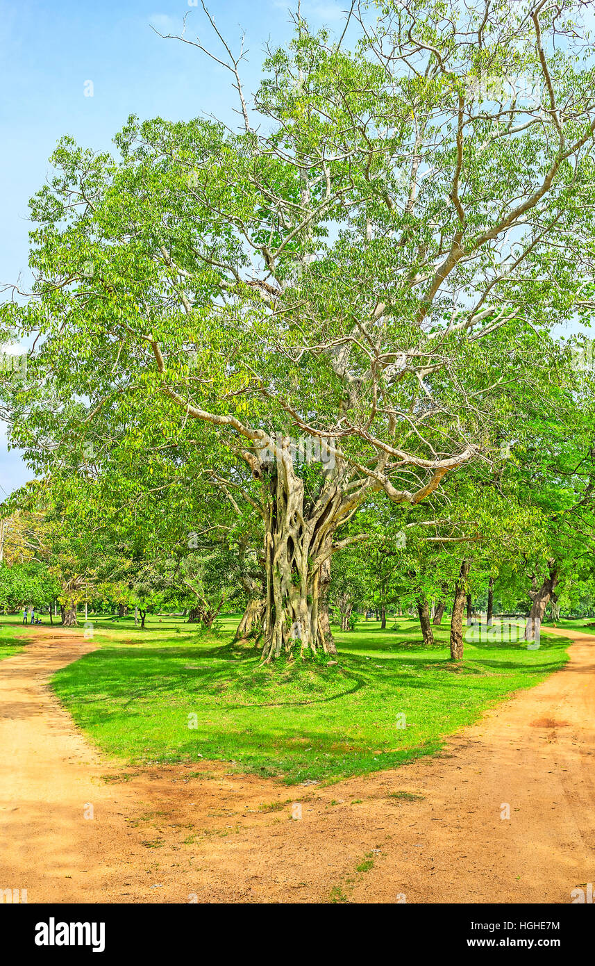 Jetavana bodhi tree hires stock photography and images Alamy