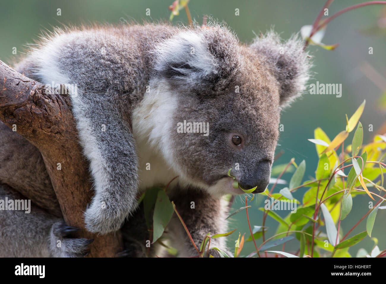 Koala food tree hi-res stock photography and images - Alamy