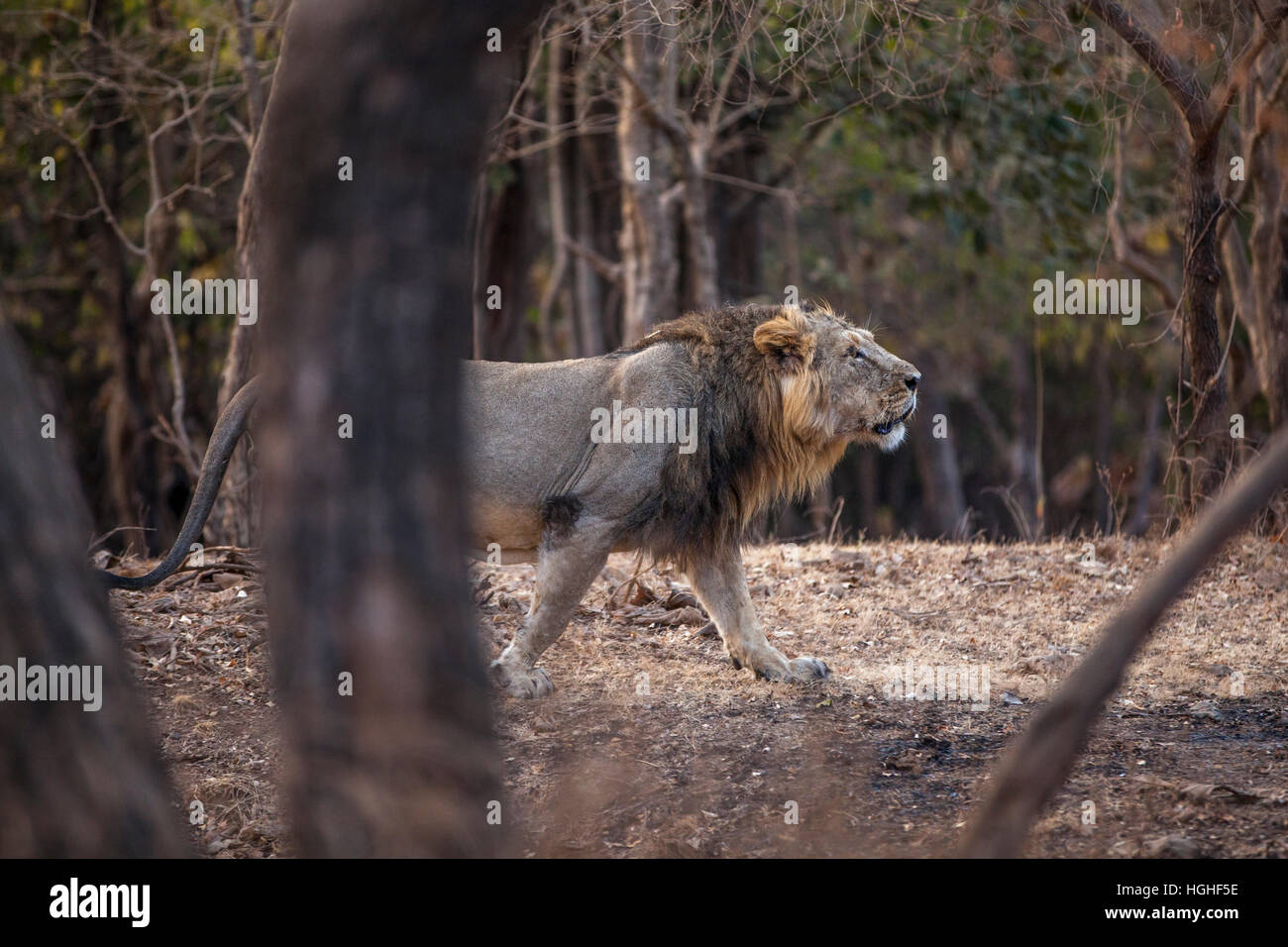 Asiatic Lion (Panthera leo persica) at Gir forest, Gujarat, India. Stock Photo