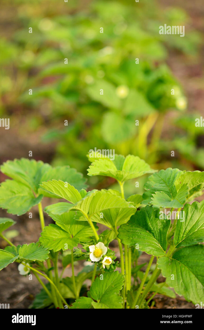 bush of strawberry Stock Photo - Alamy