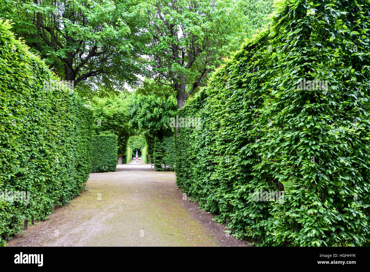 Green labyrinth at schonbrunn garden, the maze at schloss palace