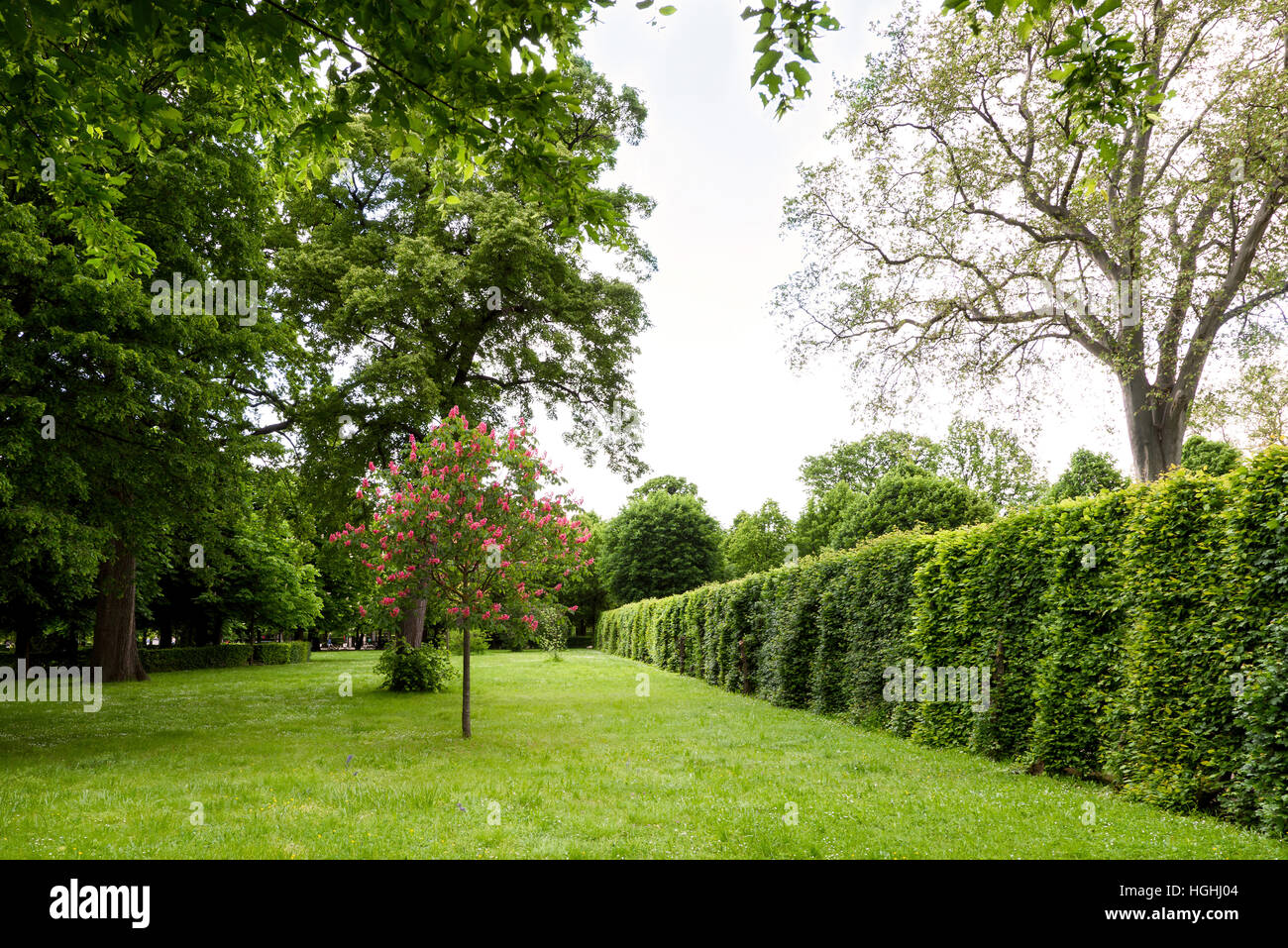 Green labyrinth at schonbrunn garden, the maze at schloss palace, vienna, austria Stock Photo