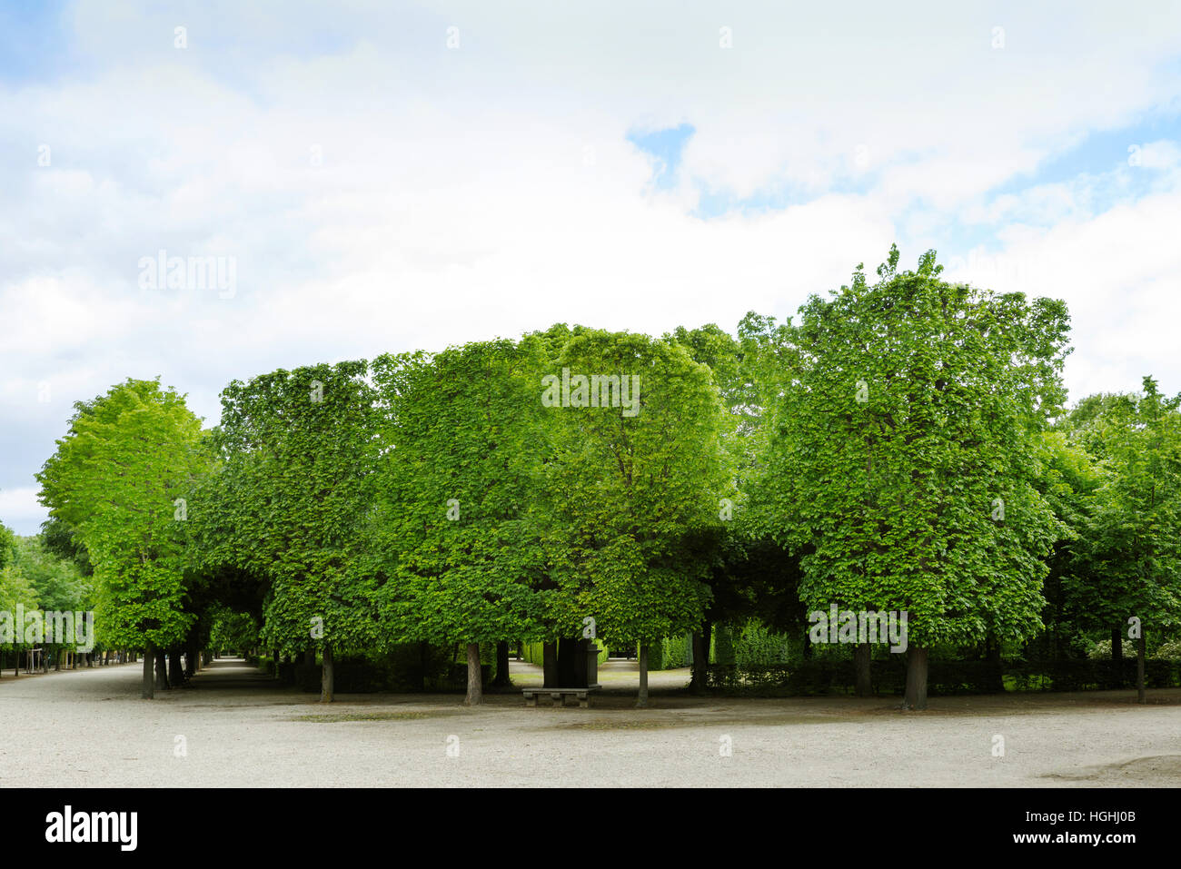 Green labyrinth at schonbrunn garden, the maze at schloss palace