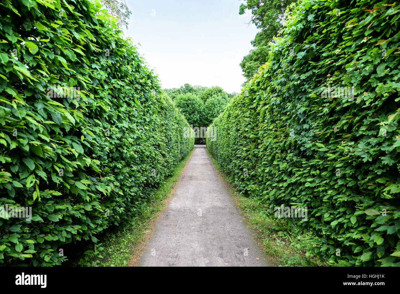 Green labyrinth at schonbrunn garden, the maze at schloss palace