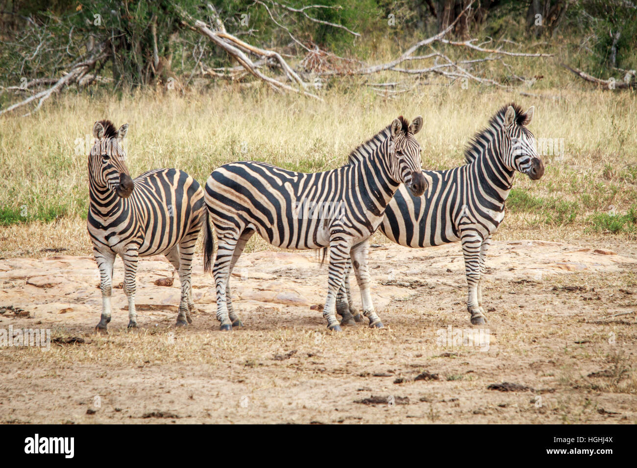 The three species of zebra hires stock photography and images Alamy