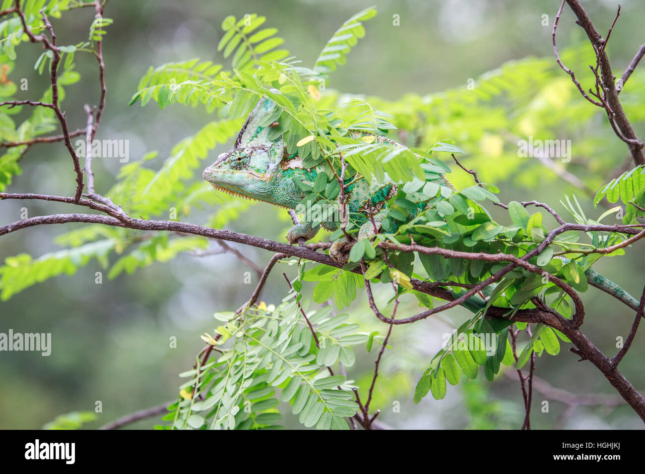 Veiled Chameleon hiding on a branch in Africa. Stock Photo