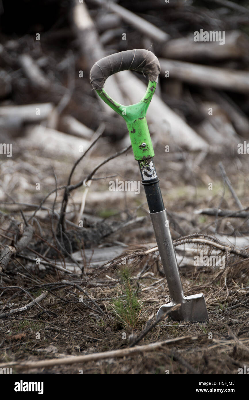 tree shovel