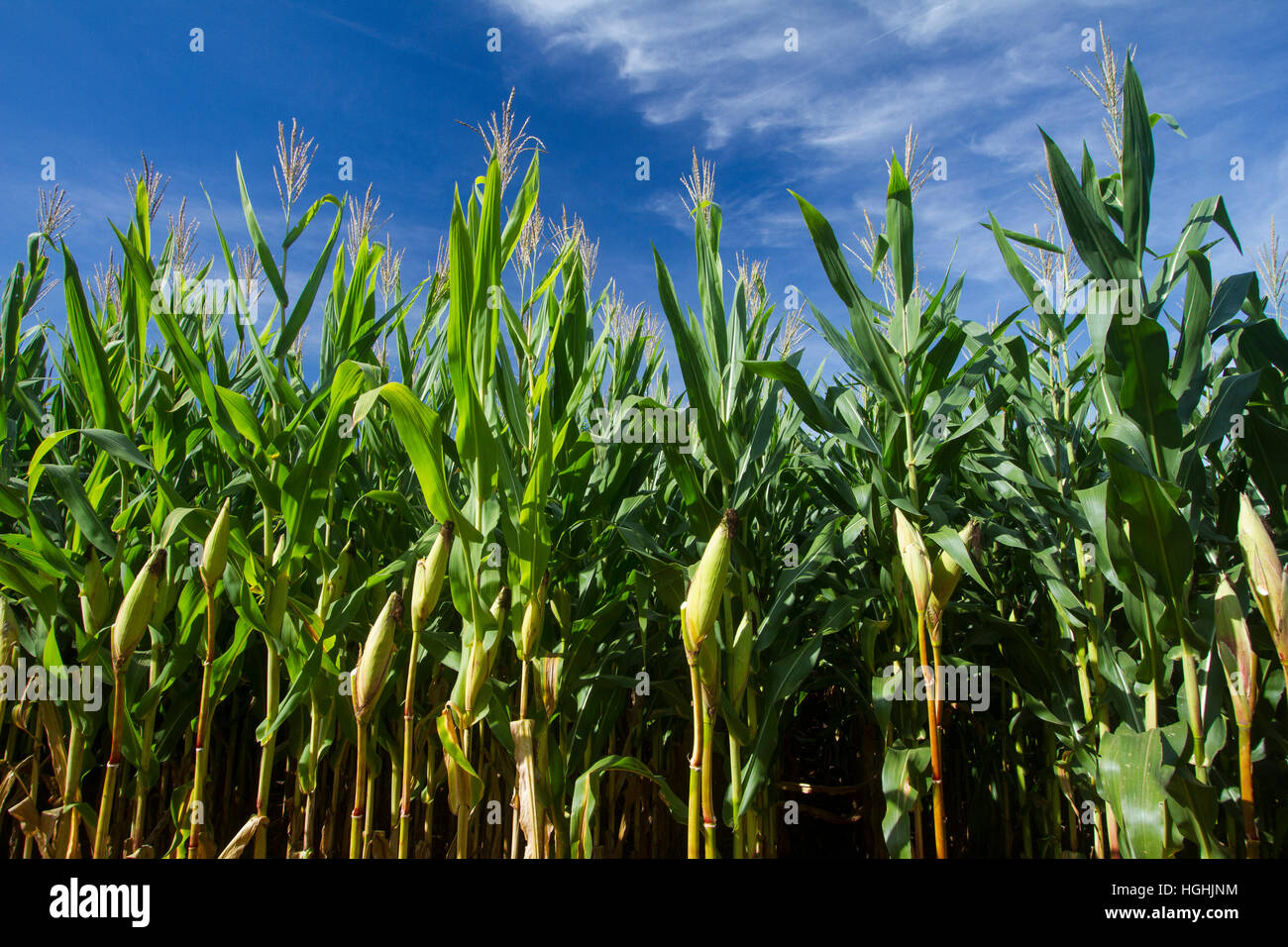 cornfield lavoura de milho Stock Photo