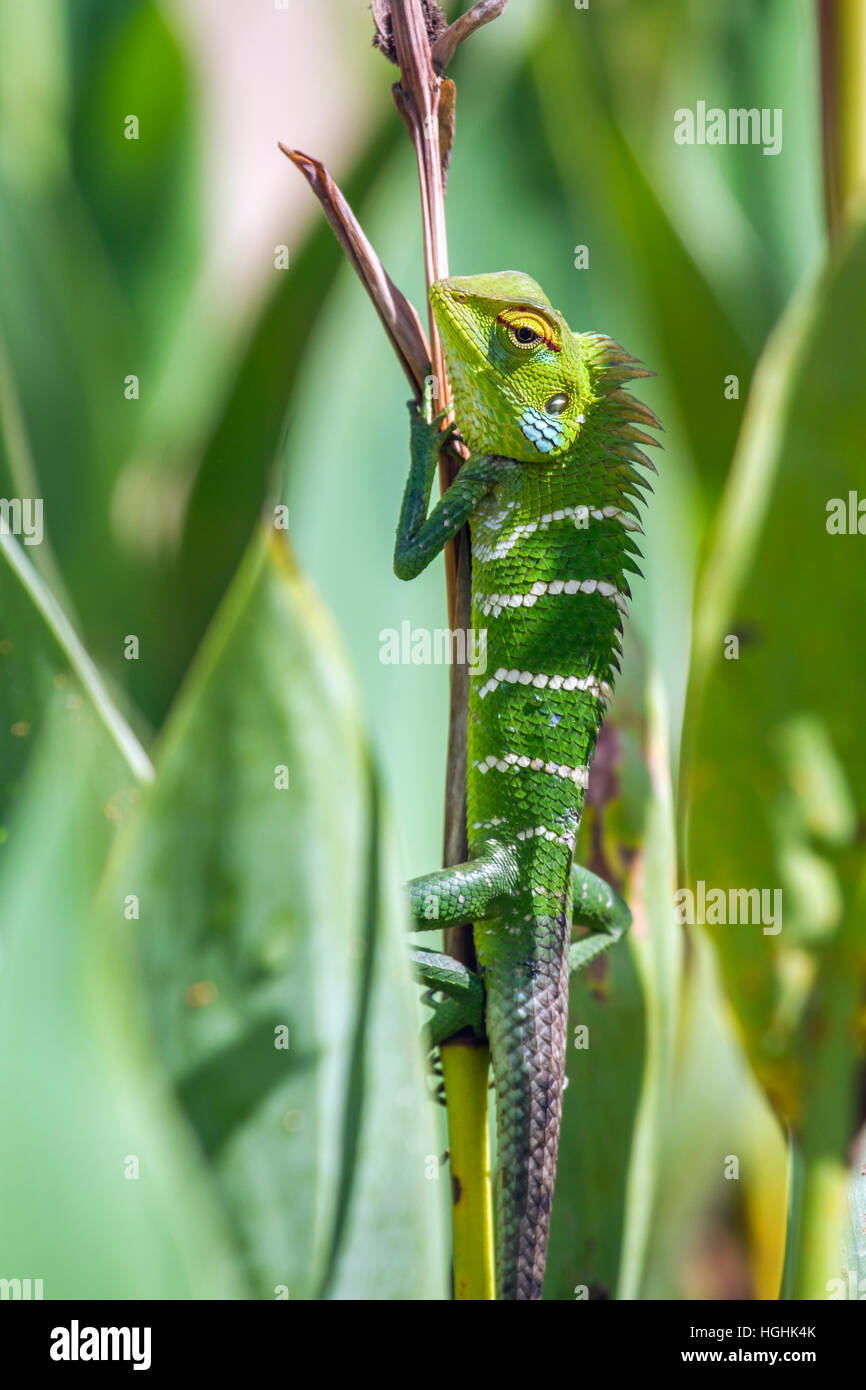 Green forest lizard in Ella, Sri Lanka ; specie Calotes calotes family of Agamidae Stock Photo