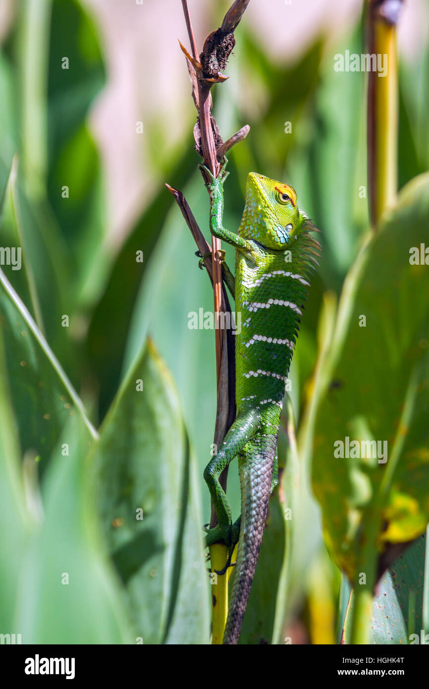 Green forest lizard in Ella, Sri Lanka ; specie Calotes calotes family of Agamidae Stock Photo
