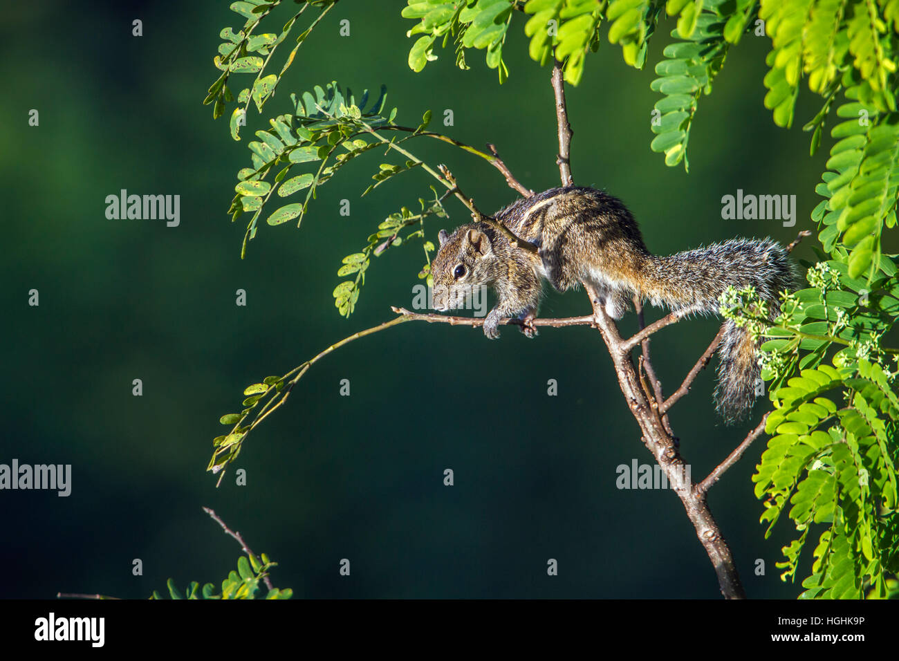 Indian palm squirrel in Ella, Sri Lanka ; specie Funambulus palmarum ...
