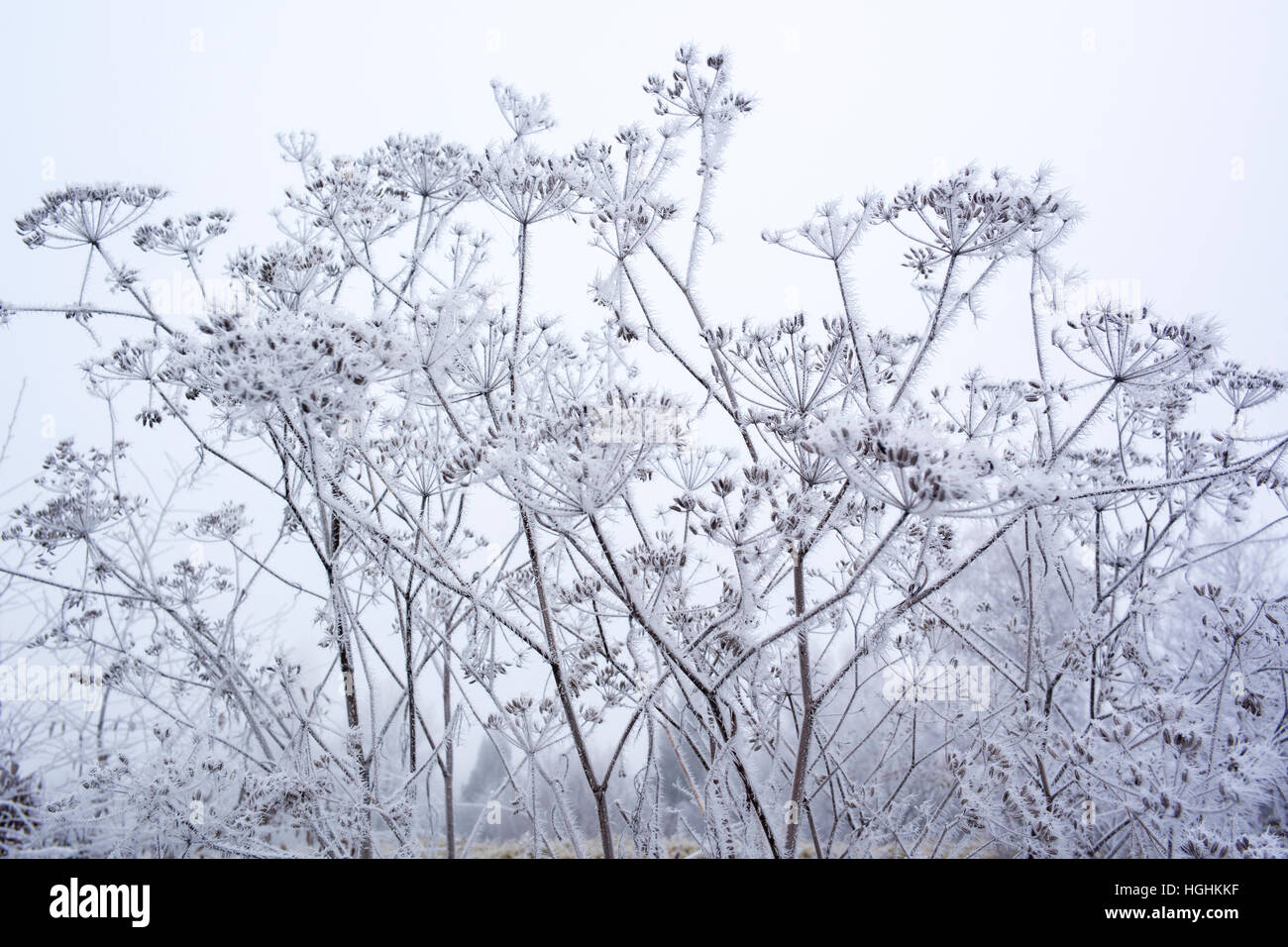 Stalks and umbels of common fennel 'Foeniculum vulgare' or 'officinal Foeniculum' under the hoarfrost, in winter (France) Stock Photo