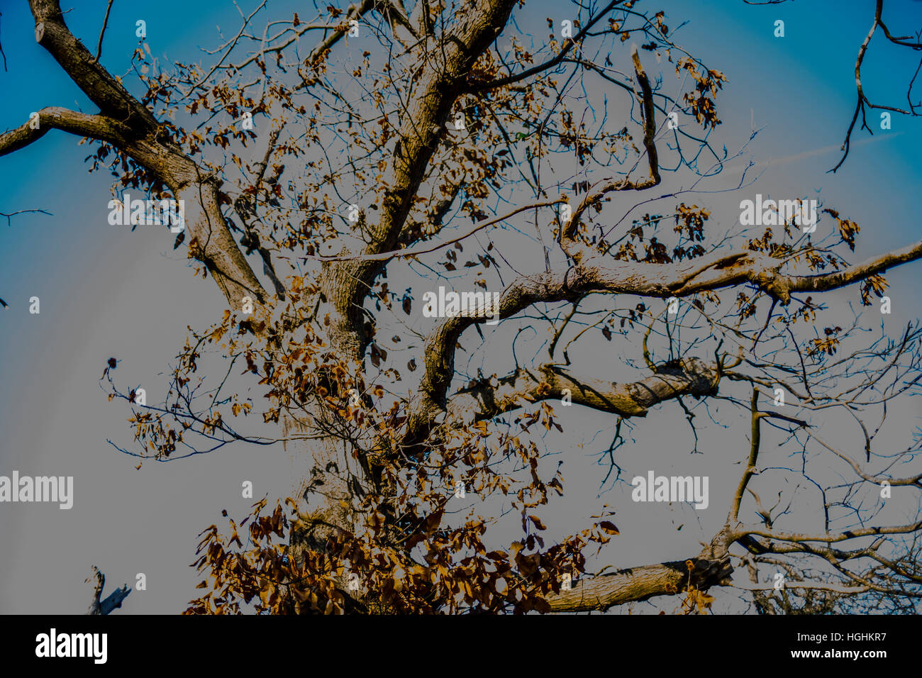 Tree pattern with digital manipulation Stock Photo - Alamy