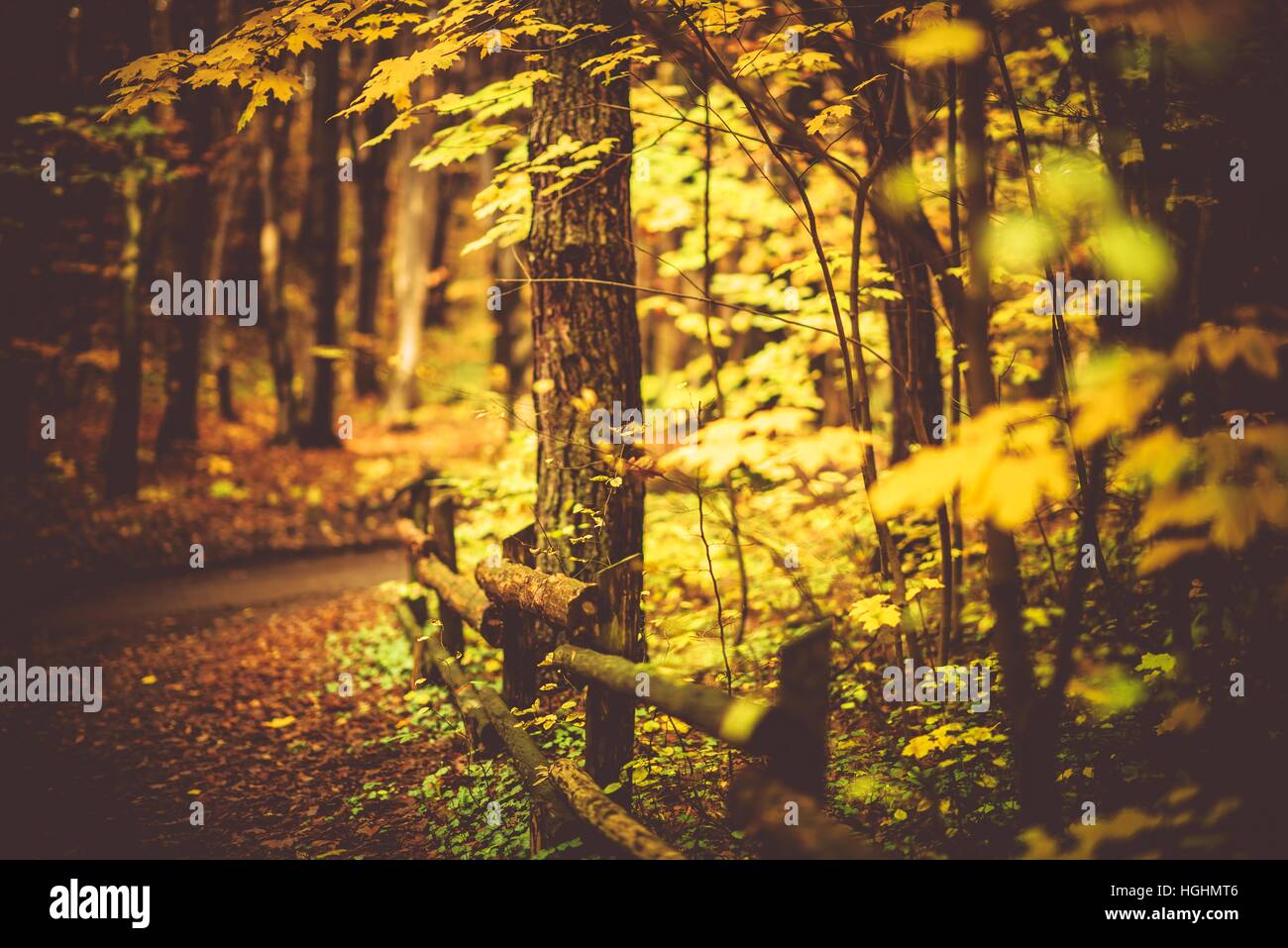 Fall Foliage Forest Trail. Golden Autumn Forest Trail Stock Photo - Alamy