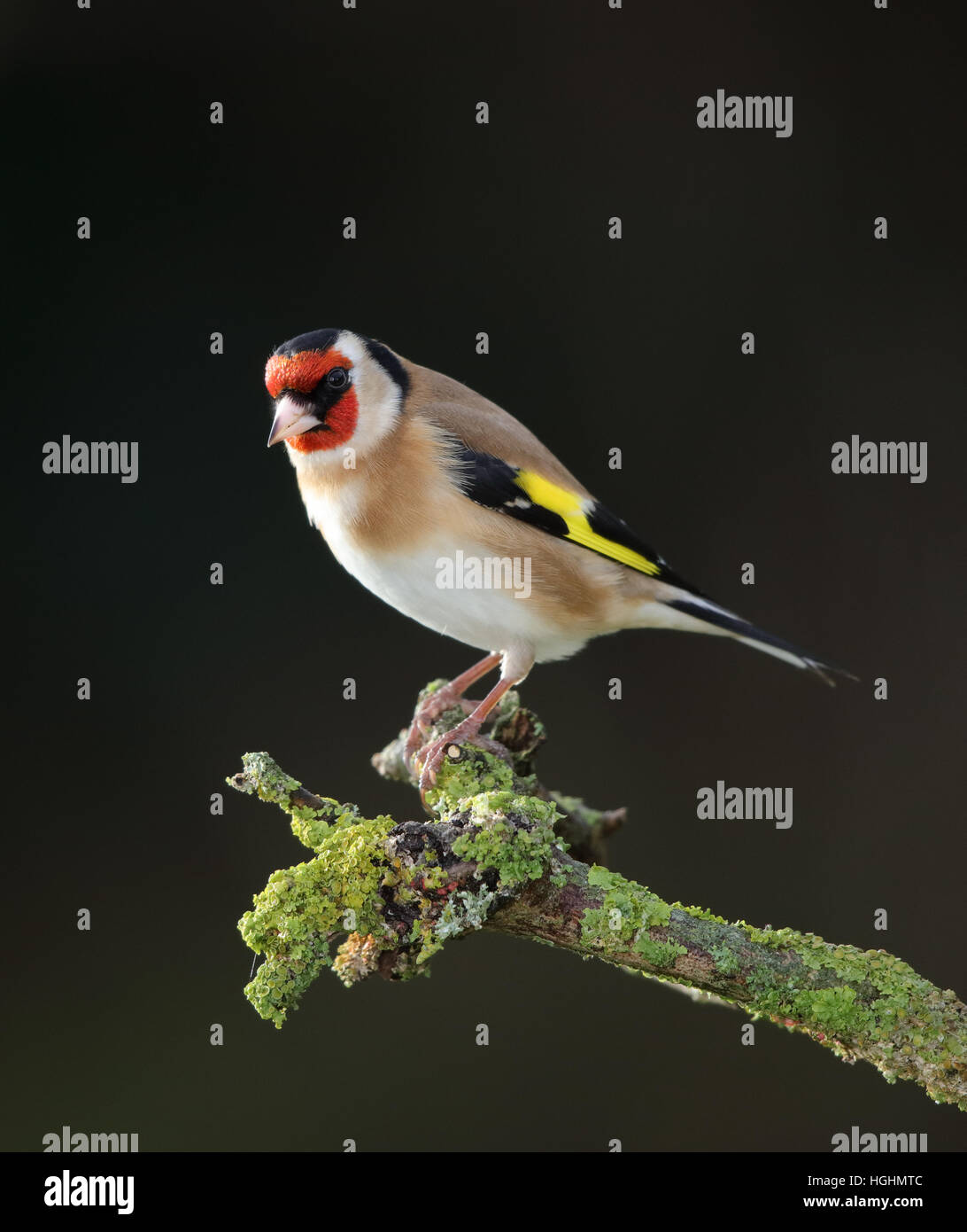 Goldfinch, Carduelis carduelis, in a garden in winter Stock Photo