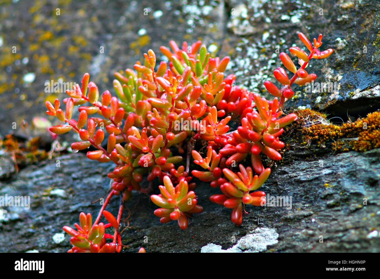 Succulent plant in stone garden. Succulents on stones Stock Photo - Alamy