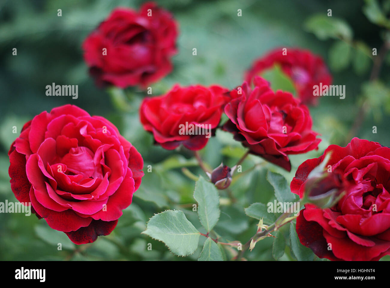 Beautiful red roses flowers hi-res stock photography and images - Alamy