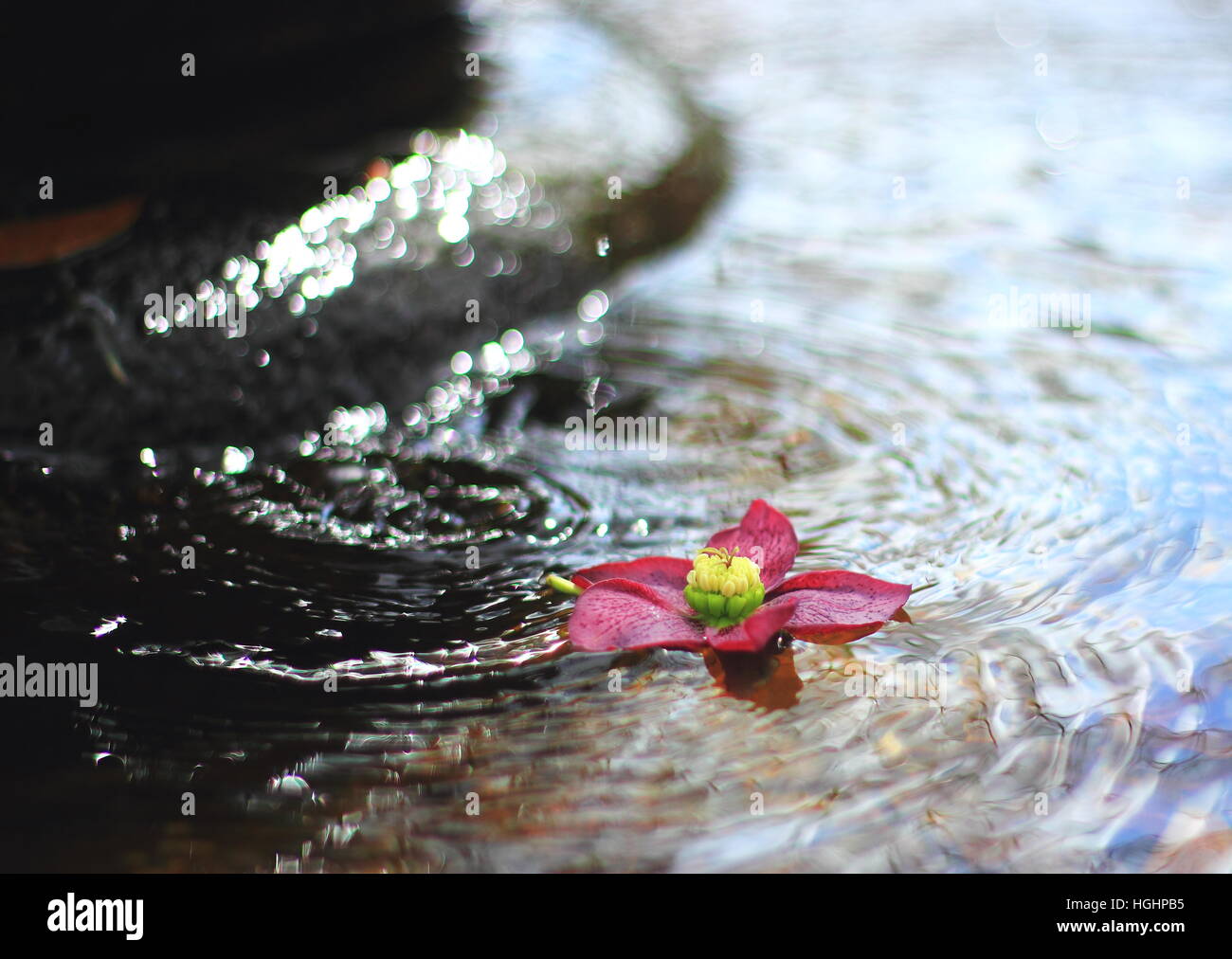 Flower float water hires stock photography and images Alamy