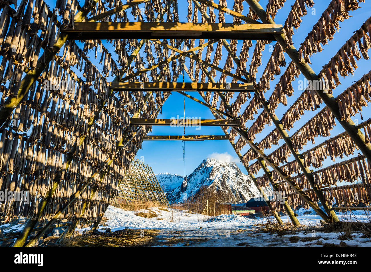 Codfish in Lofoten Stock Photo - Alamy