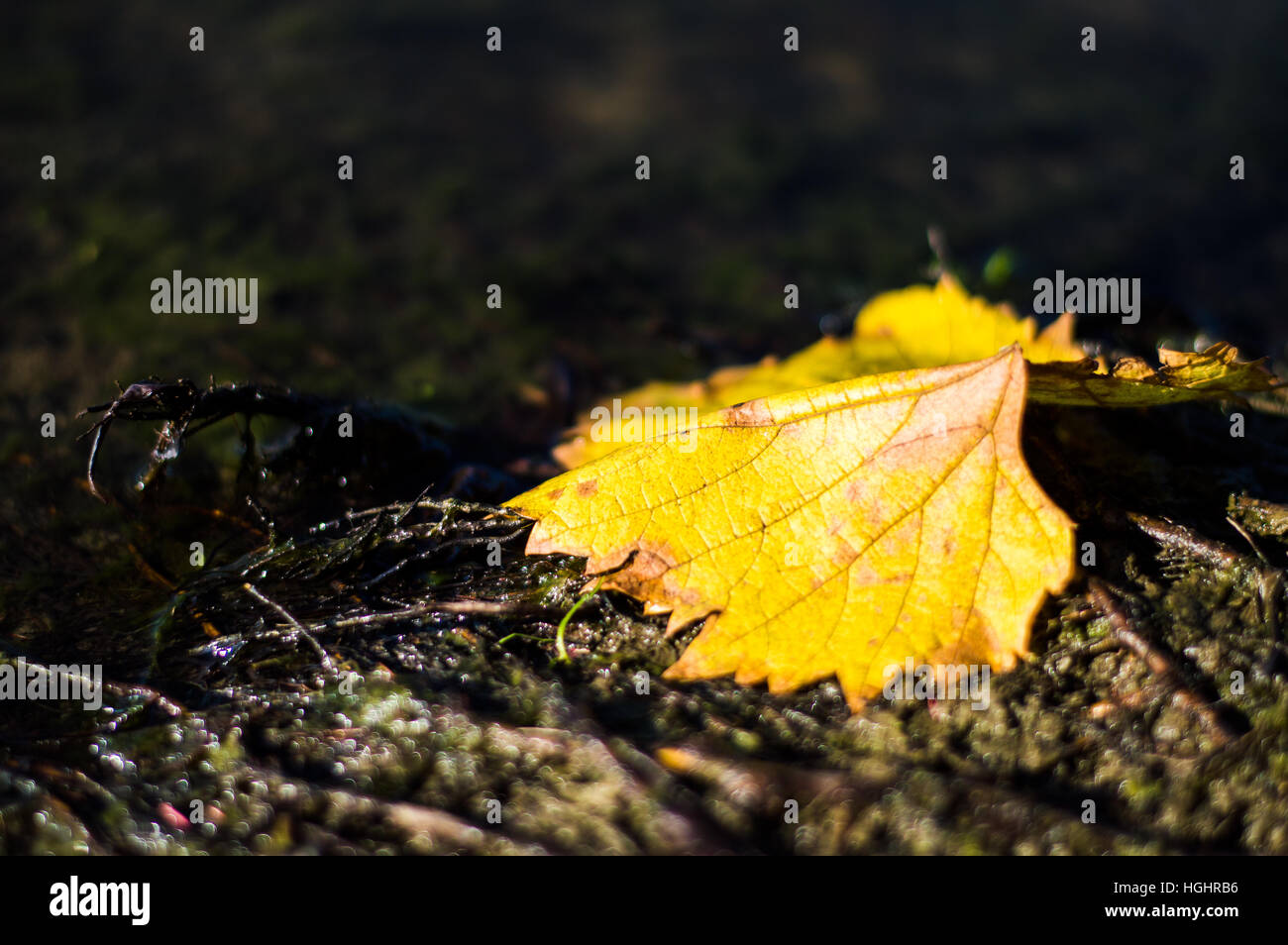 Yellow leaf on the ground Stock Photo - Alamy